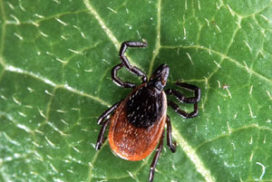 Read more about Lyme disease